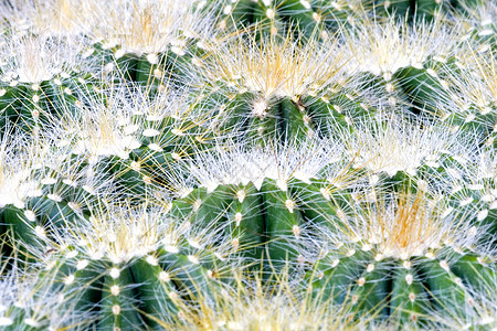 Cacti 仙地植物学绿色荆棘衬套花园多刺肉质植物群绿化尖刺花瓣高清图片素材