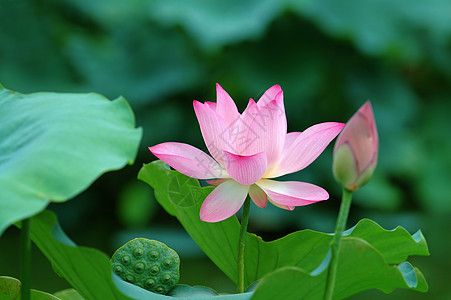 莲花花和种子头植物花萼叶子风化百合灌木核桃属水果异国生物学图片