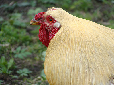 漂亮的鸡鸡缝合小鸡波峰羽毛国家农场红色家畜动物母鸡动物群图片