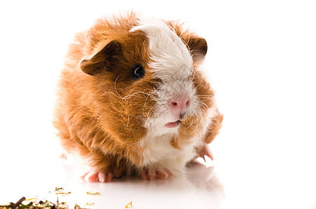 切克塞尔 孤立在白色上爪子鼻子动物红色食物宠物工作室沙鼠婴儿耳朵图片