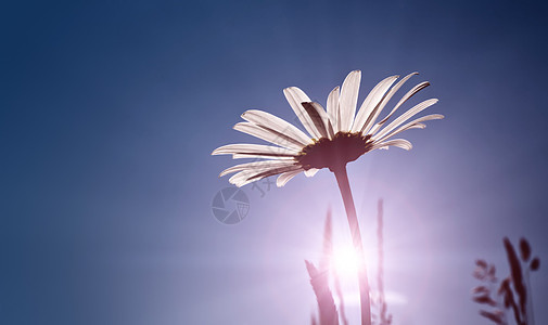 marguerite 语词植物群背光环境芳香生长阳光药品甘菊太阳雏菊图片