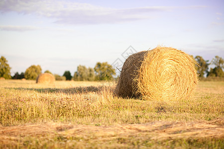 农村的海巴勒斯草地土地天空稻草植物小麦收成收获国家生长图片