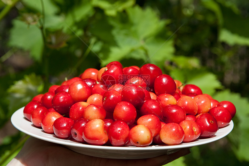 美味樱桃维生素食物叶子盘子营养水果宏观团体小吃阳光图片