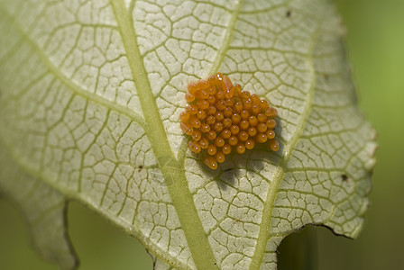 动物卵黄色植物形式绿色植物幼虫昆虫宏观图片