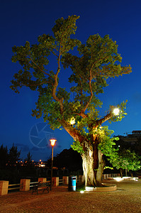 晚上树树图片