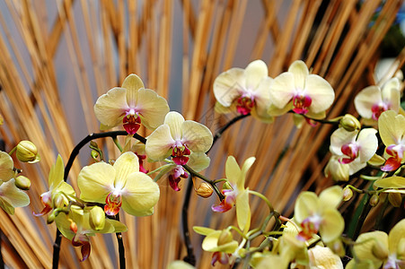 黄兰花兰花风化花瓣竹子植物杓兰温室热带植物学花萼图片