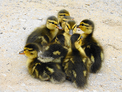 鸭子农场雏鸟配种团体孵化小鸭子家禽水禽黄色动物图片