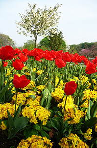 情人公园的郁金香花瓣园艺黄色花园公园植物植物群红色宏观乡村图片