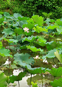 莲体宏观叶子明信片池塘季节软垫荷花百合花园植物图片