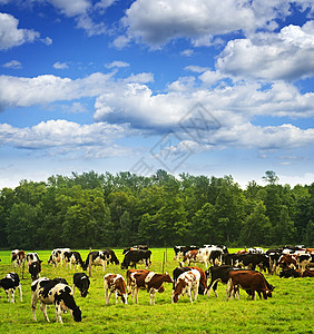 牧草中的牛群牧场农田斑点风景丘陵场景奶制品树木小规模国家图片