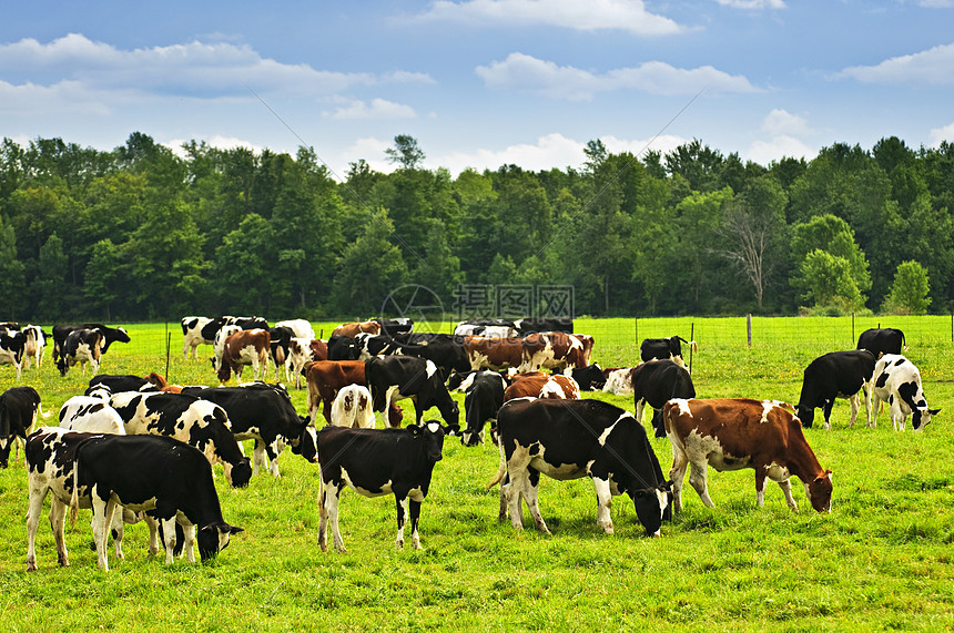 牧草中的牛群小规模场景草地树木国家斑点击剑农田农村栅栏图片