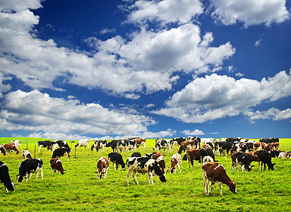 牧草中的牛群农业牧场农场丘陵农村农田动物小规模奶制品爬坡图片