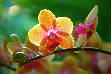 黄兰花园艺植物生物学繁荣花瓣芦荟风化荒野栽培兰花图片