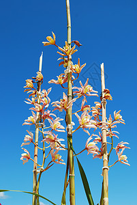 粉红兰花花花叶子蓝色植物粉色白色绿色兰花热带美丽紫色图片