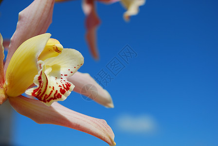 粉红兰花花白色热带粉色叶子美丽花瓣黄色蓝色绿色兰花图片