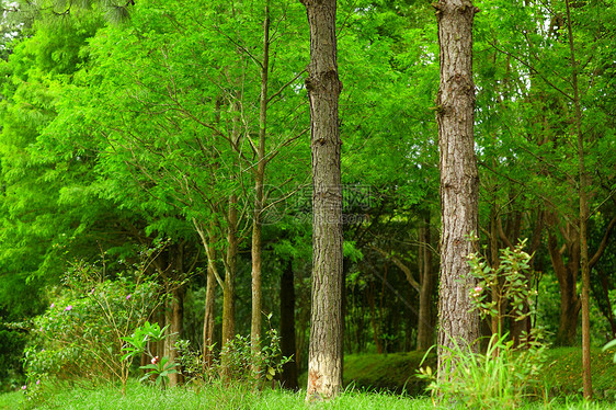林木中的树木阳光环境公园植物木材木头季节叶子草地树干图片