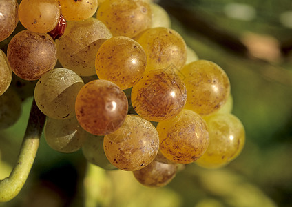 贵腐葡萄惰性罗腐葡萄太阳矿物质发酵酒庄生产反射饮料植物工艺食物背景