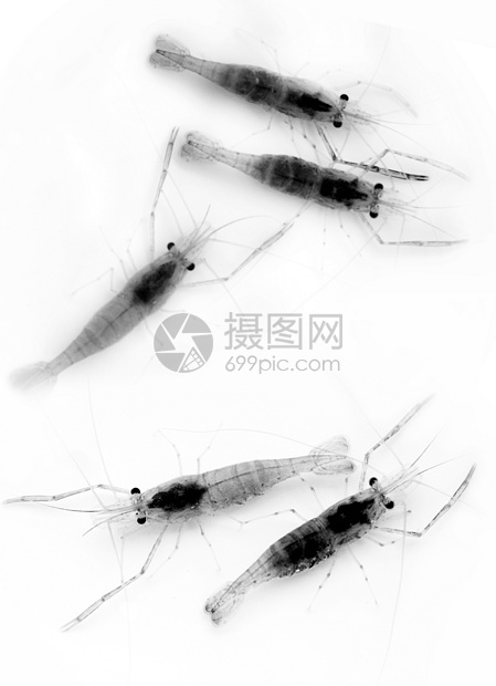 种植 水生物学 虾淡水荒野美食黑与白河虾虾仁营养图片