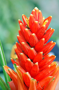 盛开的橙色花朵背景图片