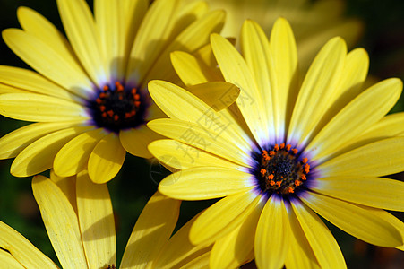 黄玉花园艺区系绿色植物学植物叶子黄色花园花瓣图片