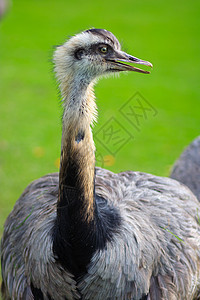 Ostrich 显示头部和颈部图片