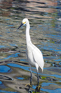 Crane Bird 特写钓鱼猎人生态猎物苍鹭荒野沼泽野生动物迁移羽毛图片