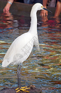 Egret 鸟类特写图片
