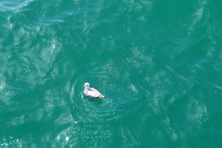 海浪海鸥海滨布赖顿水液体动物野生动物海岸线海滨海浪潮汐海鸥肋骨海洋背景