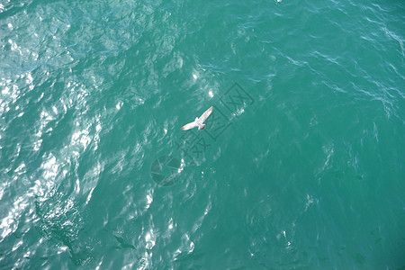 海浪海鸥海滨布赖顿水液体鸟类海浪动物生态野生动物海洋海滨潮汐海岸线背景