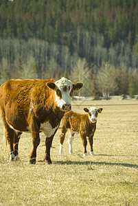 母牛和小牛牧场头发动物草地家畜农场图片