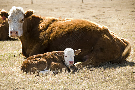 母牛和小牛牧场草地家畜动物季节农场耳朵母亲眼睛小动物图片