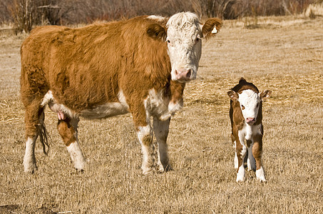 母牛和小牛鼻子季节家畜眼睛牧场棕色母亲小动物头发婴儿图片