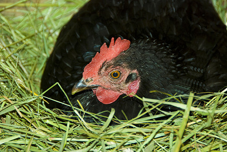在巢中的母鸡眼睛牧场农场动物羽毛食物图片