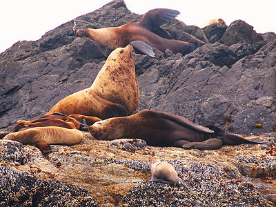密封封印海洋动物海滩海豹水池动物园哺乳动物海岸毛皮狮子图片