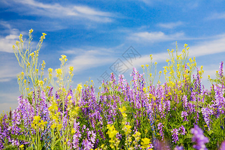 夏季时间荒野国家蓝色植物紫色场地叶子花朵晴天太阳图片