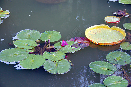 盛开的粉莲花花花瓣花朵装饰花艺百合植物树叶植物群园艺叶子图片