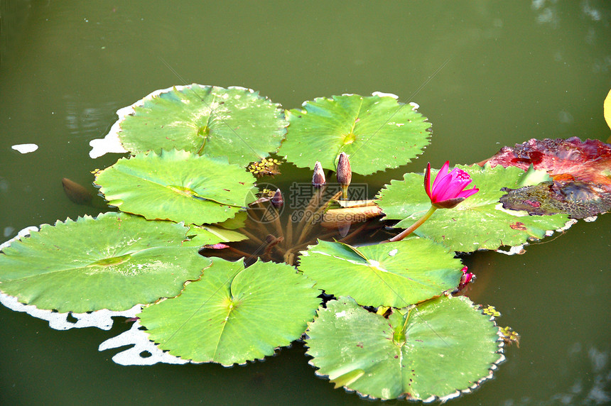 盛开的粉莲花花园艺百合花园风格植物花瓣花朵阴影季节性树叶图片