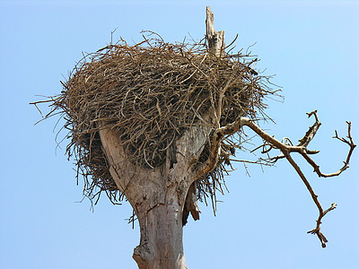 树上鸟Stork 窝栖息地分支机构蓝色天空荒野背景