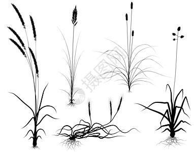 草轮叶子元素草地场地生物栖息地插图收藏设计植被图片