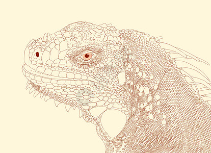 Iguana头动物园野生动物爬虫蜥蜴鳞片状设计动物群墨水草图绘画图片