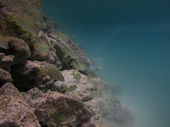 在珊瑚礁中游泳情调生活呼吸管海绵异国风景环境珊瑚潜水潜水员图片