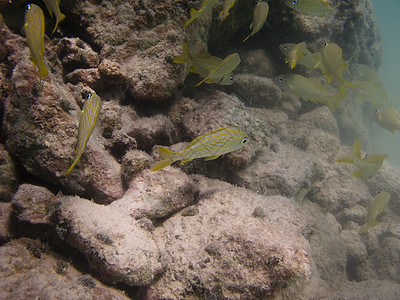 在珊瑚礁中游泳风景生活环境海洋呼吸管珊瑚异国潜水员情调潜水图片
