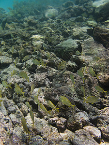 在珊瑚礁中游泳海绵生活潜水员潜水异国呼吸管风景环境情调海洋图片