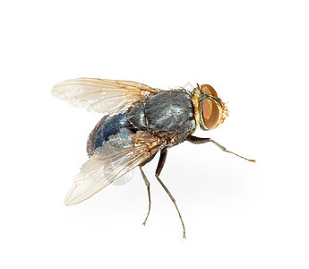 普通苍蝇     受感染的温床 孤立图片