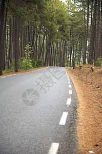 通往森林的道路曲线行人国家植物图片