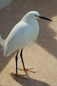 Crane Bird 特写动物白鹭苍鹭清道夫翅膀钓鱼荒野形目野生动物猎物图片