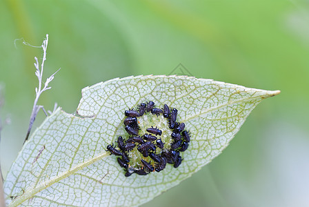 幼虫昆虫叶子动物形式宏观绿色植物植物黑色图片