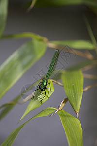 绿漏洞叶子蓝色动物群翅膀公园眼睛植物野生动物蜻蜓图片
