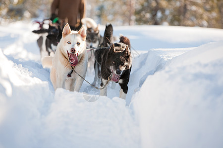 Sled 狗运动荒野犬类娱乐白色团队工作动物竞赛冒险图片