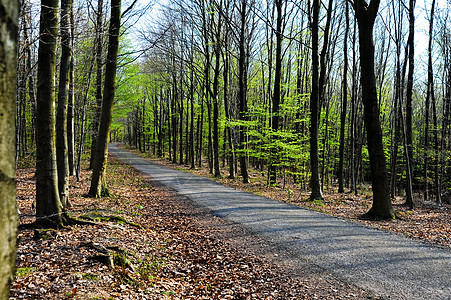 路径路徑植物季节性阴影踪迹人行道环境绿树荒野风景地面背景图片